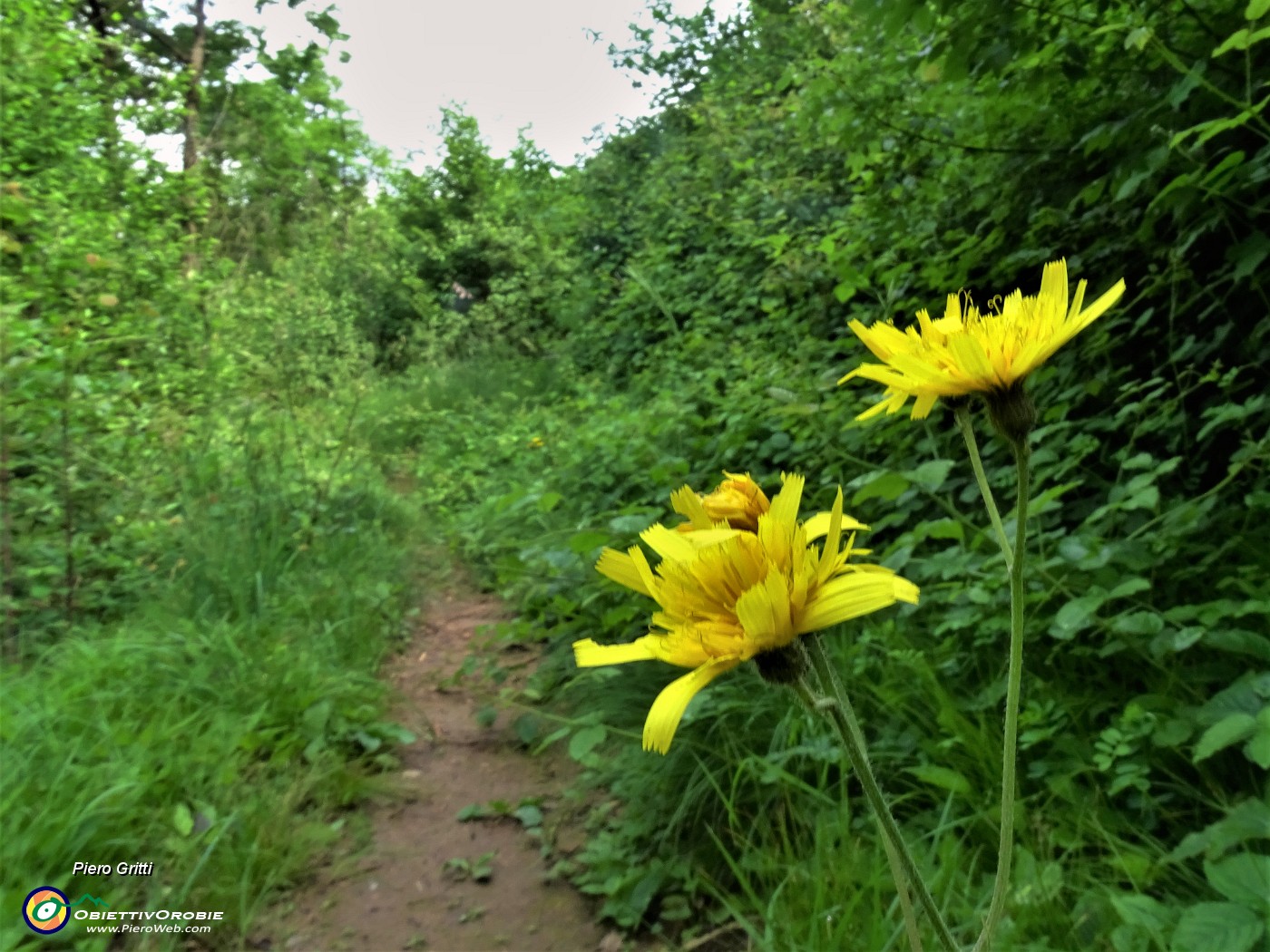 29 Bei fiori gialli di Leontodon (Dente di leone comune).JPG